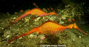 couple weedy sea dragon by Andre Rhonnie 